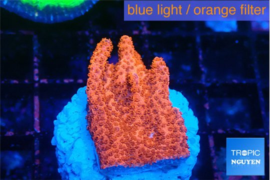Montipora digitata bubble gum 2 cm WYSIWYG acclimaté