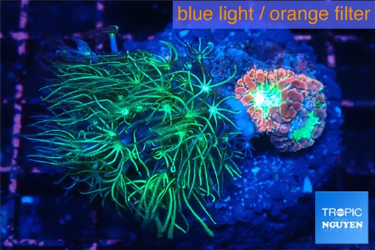 Blastomussa red green & Briaerium green 3-4 cm WYSIWYG acclimaté