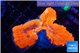 Lobophyllia red fire 5-8 cm WYSIWYG acclimaté