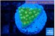 Montipora kaboom 1-2 cm WYSIWYG acclimaté