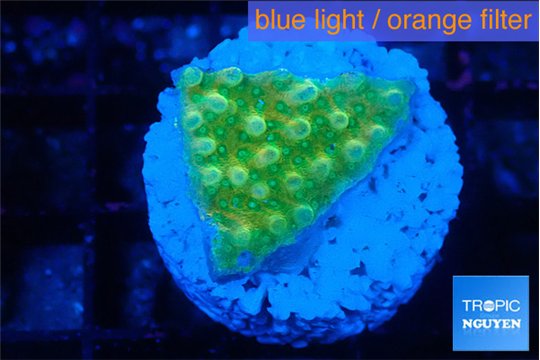 Montipora kaboom 1-2 cm WYSIWYG acclimaté