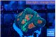 Favia green orange 2-3 cm WYSIWYG acclimaté