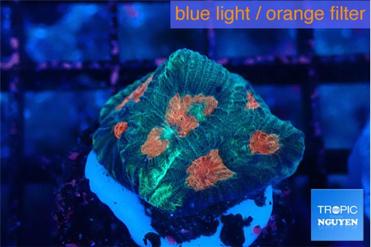 Favia green orange 2-3 cm WYSIWYG acclimaté