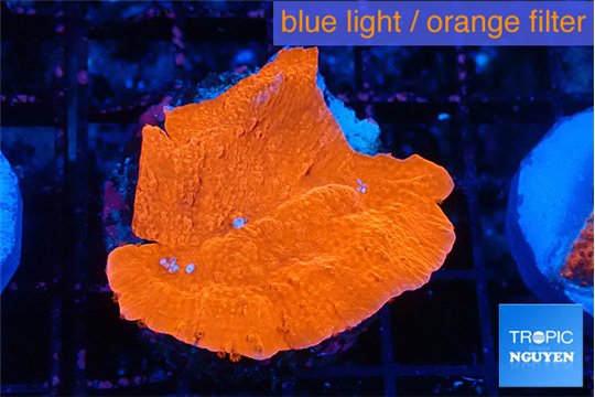 Montipora red cap 4-5 cm WYSIWYG acclimaté