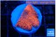 Montipora digitata bubble gum 2-3 cm WYSIWYG acclimaté