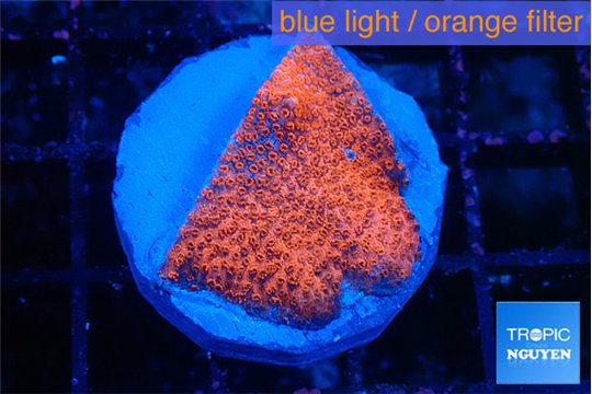 Montipora digitata bubble gum 2-3 cm WYSIWYG acclimaté