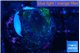 Favia monster green purple 2-3 cm WYSIWYG acclimaté