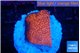 Montipora digitata bubble gum 2 cm WYSIWYG acclimaté