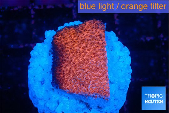 Montipora digitata bubble gum 2 cm WYSIWYG acclimaté