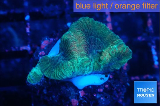 Favia rainbow 2-3 cm WYSIWYG acclimaté