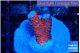 Montipora digitata bubble gum 1-2 cm WYSIWYG acclimaté