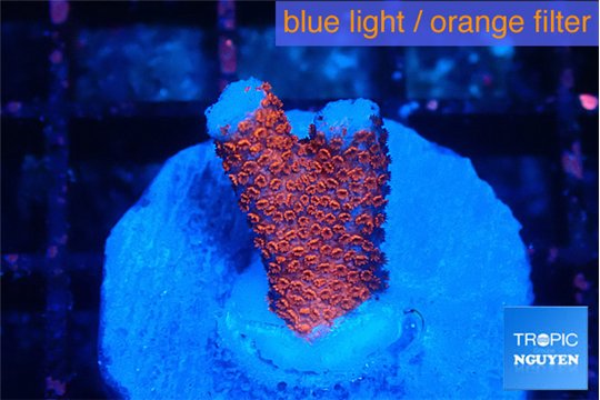 Montipora digitata bubble gum 1-2 cm WYSIWYG acclimaté