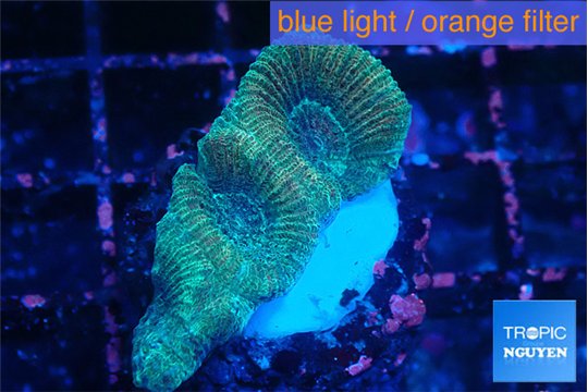 Favia rainbow 2-3 cm WYSIWYG acclimaté