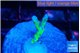 Anacropora green 1-2 cm WYSIWYG acclimaté