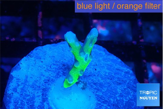 Anacropora green 1-2 cm WYSIWYG acclimaté