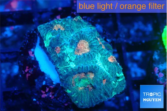 Favia orange green 2-4 cm WYSIWYG acclimaté