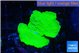 Montipora green cap 2-3 cm WYSIWYG acclimaté