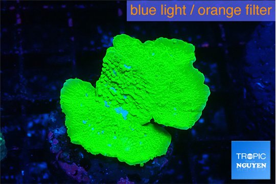 Montipora green cap 2-3 cm WYSIWYG acclimaté