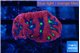 Favia red purple 2-3 cm WYSIWYG acclimaté