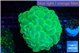 Plerogyra neon green 5-8 cm WYSIWYG acclimaté