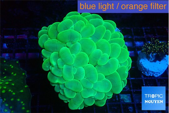 Plerogyra neon green 5-8 cm WYSIWYG acclimaté