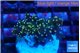 Euphyllia yaeyamaensis orange 2-4 m WYSIWYG acclimaté