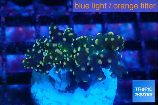 Euphyllia yaeyamaensis orange 2-4 m WYSIWYG acclimaté