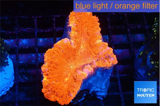Lobophyllia red fire 4-6 cm WYSIWYG acclimaté