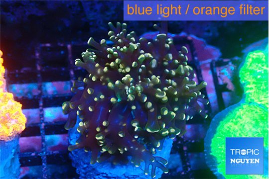 Euphyllia yaeyamaensis orange 4-7 cm WYSIWYG acclimaté