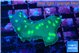 Echinopora neon green spot 3-4 cm WYSIWYG acclimaté