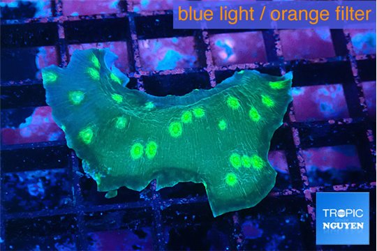 Echinopora neon green spot 3-4 cm WYSIWYG acclimaté
