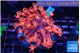 Goniopora raspberry 4-7 cm WYSIWYG acclimaté