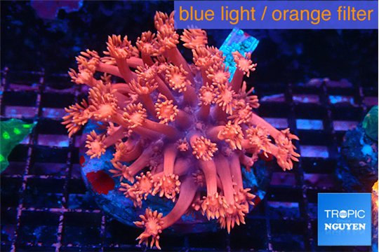 Goniopora raspberry 4-7 cm WYSIWYG acclimaté