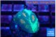 Favia green orange 1-2 cm WYSIWYG acclimaté