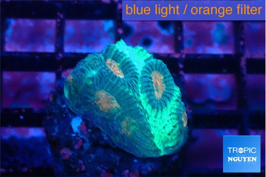 Favia green orange 1-2 cm WYSIWYG acclimaté
