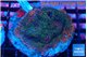 Montipora rainbow 7-10 cm WYSIWYG acclimaté