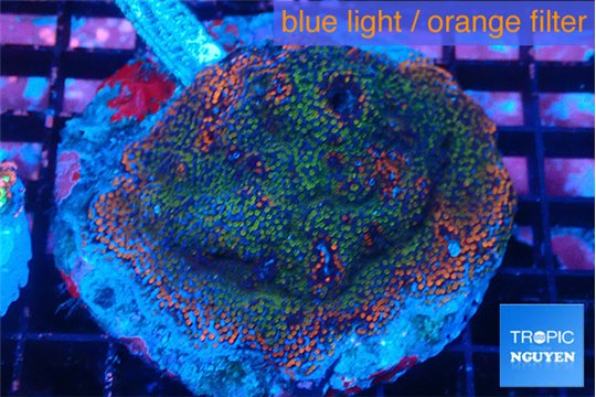 Montipora rainbow 7-10 cm WYSIWYG acclimaté