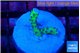 Anacropora green 1-2 cm WYSIWYG acclimaté