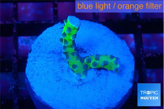 Anacropora green 1-2 cm WYSIWYG acclimaté