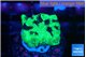 Favia reverse green 2-3 cm WYSIWYG acclimaté