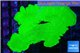Montipora green cap 4-6 cm WYSIWYG acclimaté