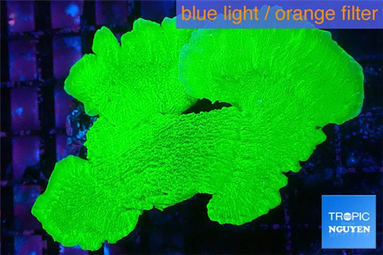 Montipora green cap 4-6 cm WYSIWYG acclimaté