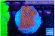 Montipora death spiral 2-3 cm WYSIWYG acclimaté