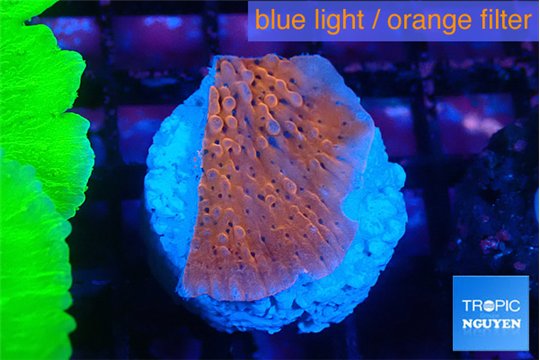 Montipora death spiral 2-3 cm WYSIWYG acclimaté
