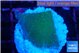 Montipora green & blue polyps 2-3 cm WYSIWYG acclimaté