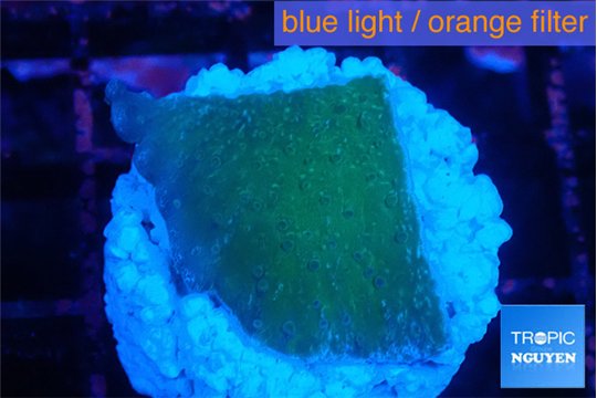 Montipora green & blue polyps 2-3 cm WYSIWYG acclimaté