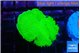 Montipora green cap 2-3 cm WYSIWYG acclimaté