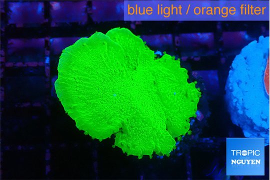 Montipora green cap 2-3 cm WYSIWYG acclimaté