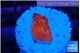 Montipora red cap 1 cm WYSIWYG acclimaté