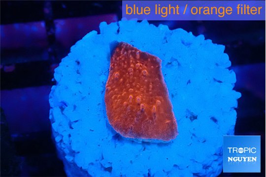 Montipora red cap 1 cm WYSIWYG acclimaté